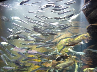 加茂水族館　～クラゲドリーム館～_d0264892_023925.jpg