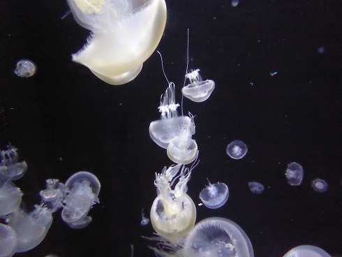 加茂水族館　～クラゲドリーム館～_d0264892_0423195.jpg