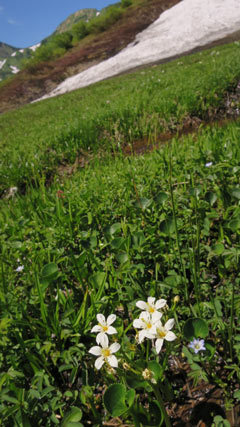 蓮華温泉起点で朝日岳雪倉岳周回　その１_a0157297_00095749.jpg