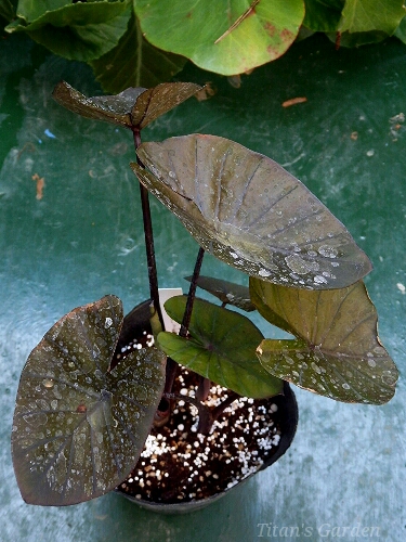 Colocasia esculenta \'Black Coral\'_b0099813_085657.jpg