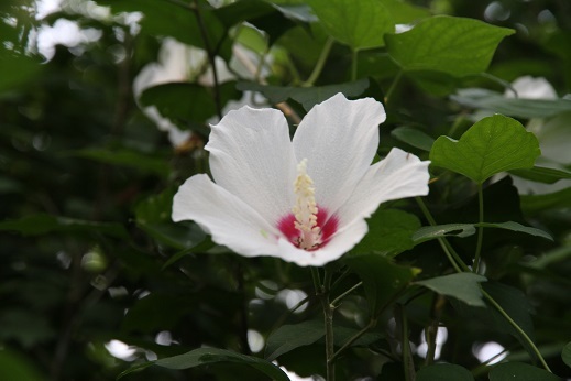 今日の庭　　暑さにムクゲの白花咲く_e0206820_12221650.jpg