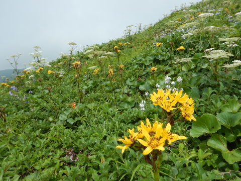 鳥海山にお花見に・7/30_f0118332_11550768.jpg