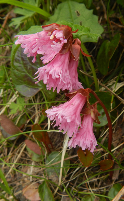 北岳の山野草_e0341336_21214551.jpg