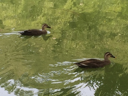 都会のオアシス　井の頭（恩賜）公園（１）_b0330040_21485504.jpg