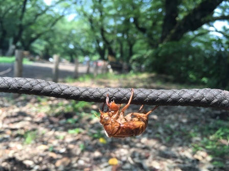 都会のオアシス　井の頭（恩賜）公園（１）_b0330040_22001929.jpg