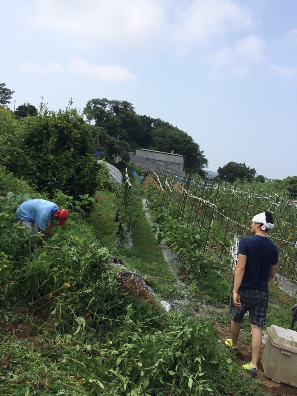 今朝は　吉田さん　キッチン　加藤　飯田の３名　草刈り機で一気に刈り上げる準備です_c0222448_11503048.jpg