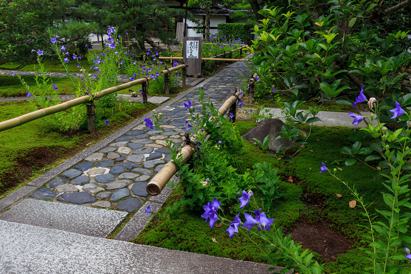 禅居庵・桔梗咲く（建仁寺塔頭）_f0155048_22454490.jpg