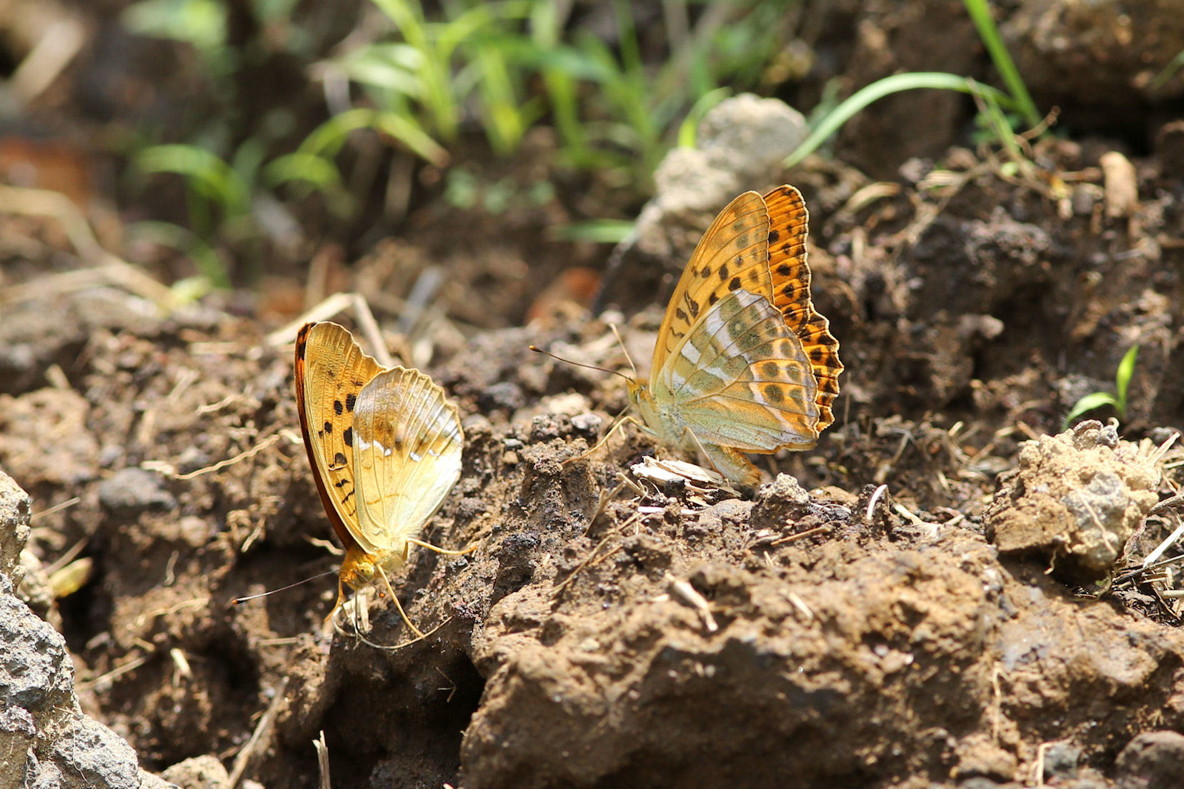 ホシチャバネセセリとの一瞬の出会い（山梨県南都留郡、20150726）_f0345350_22470811.jpg