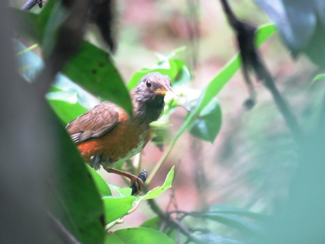 野鳥トレ19 戸隠森林植物園_b0227552_09582779.jpg