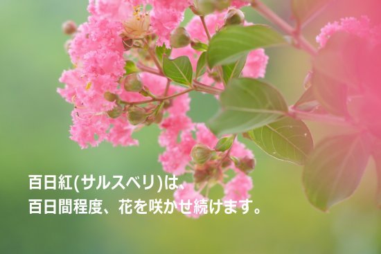 文章を書くという作業は、実は「無意識」の世界の作業なのです。_e0279055_12052389.jpg