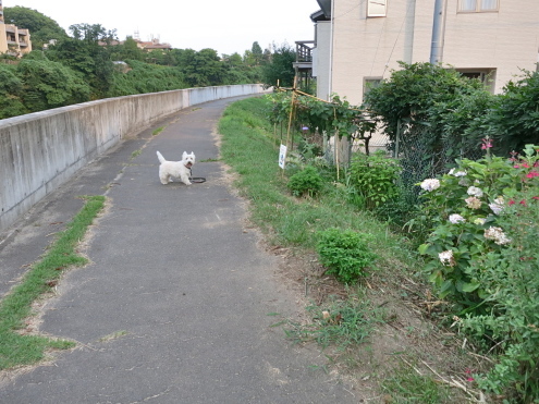 「夕5時過ぎ」と「朝5時まえ」_c0260460_09373914.jpg