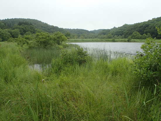 道東遠征　②　北の湿原のイトトンボ_e0167571_22142829.jpg
