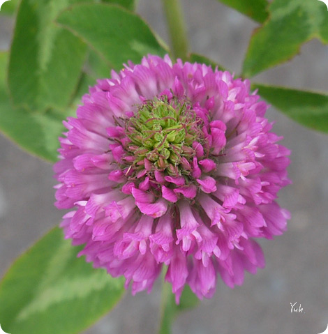 雑記 アカツメクサの開花 英5再 最後の言葉 泣き言 ほかの国のコトバ ８言語つまみぐい