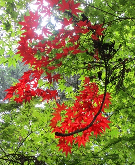 c0324285_18330537.jpg