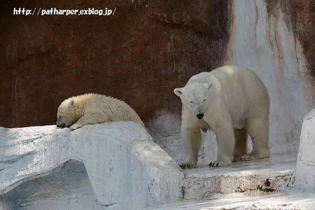 ２０１５年６月　天王寺動物園２　その２　ブイを運びたいモモ_a0052986_7283662.jpg