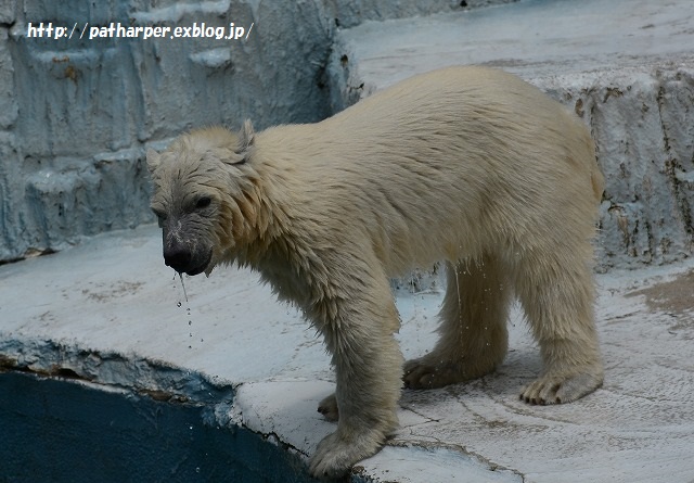 ２０１５年６月　天王寺動物園２　その２　ブイを運びたいモモ_a0052986_728377.jpg