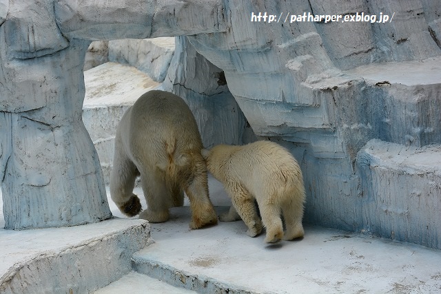 ２０１５年６月　天王寺動物園２　その２　ブイを運びたいモモ_a0052986_728564.jpg