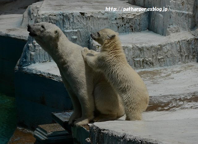 ２０１５年６月　天王寺動物園２　その２　ブイを運びたいモモ_a0052986_7324299.jpg