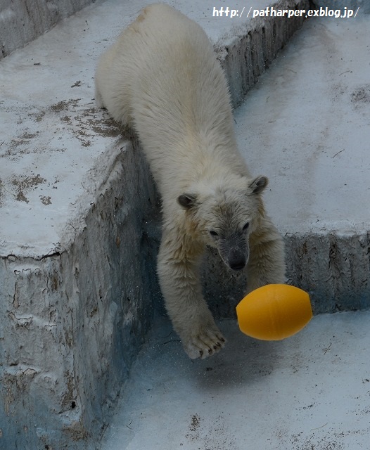 ２０１５年６月　天王寺動物園２　その２　ブイを運びたいモモ_a0052986_74216100.jpg