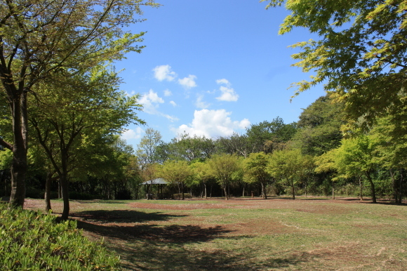 八重桜と青空_e0338886_11290679.jpg