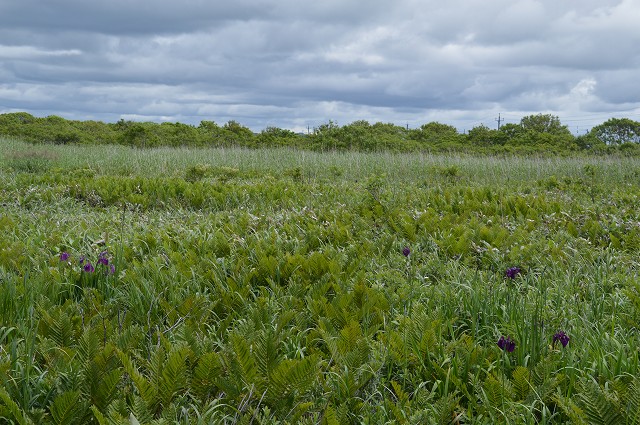 c0124100_1647269.jpg