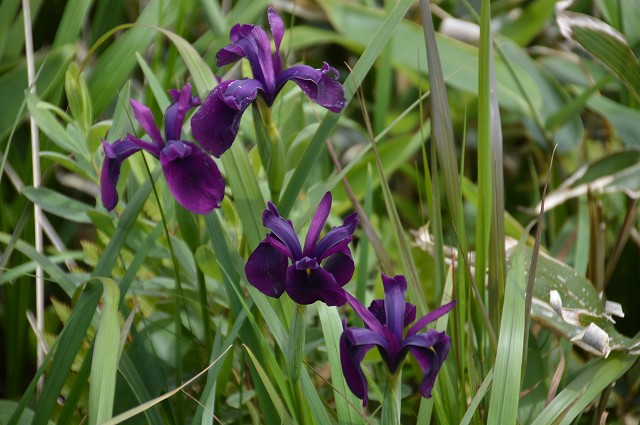 c0124100_1647997.jpg