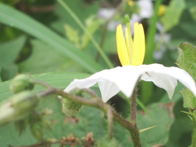 「ワルナスビ」の花_e0025300_202175.jpg