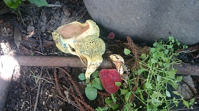 c0163102_21534166.jpg