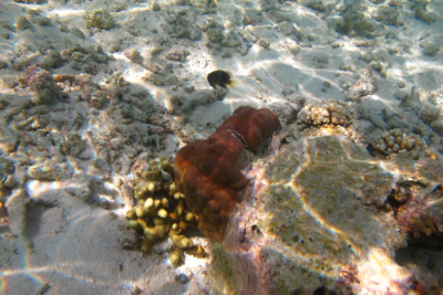 e0338303_135697.jpg