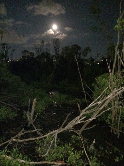 月夜のカニの観察会  ＊  漫湖水鳥湿地センター_d0136804_16370421.jpg