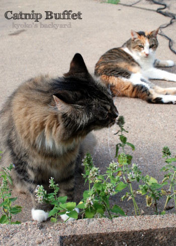 今日もまたキャットニップ食べ放題_b0253205_01322637.jpg