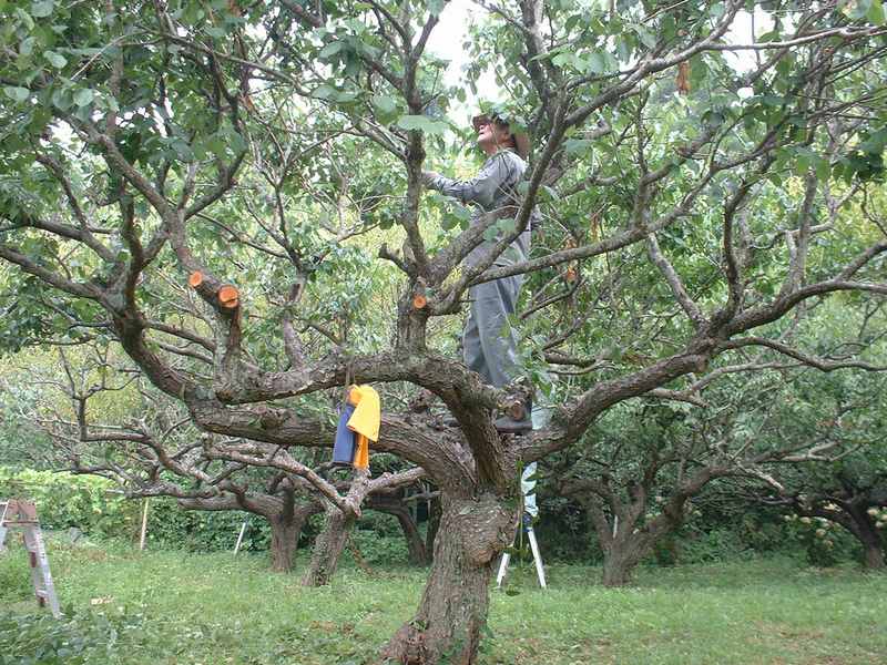 酷暑の中 梅の木剪定 里山を歩く会