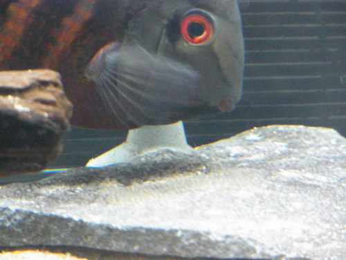 2015年熱帯魚入荷情報!Vol.13 7月31日の入荷魚_b0141806_1405469.jpg