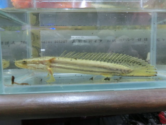 2015年熱帯魚入荷情報!Vol.13 7月31日の入荷魚_b0141806_20718.jpg