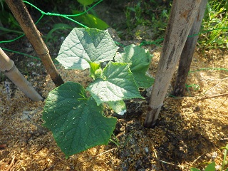 c0280206_202449.jpg