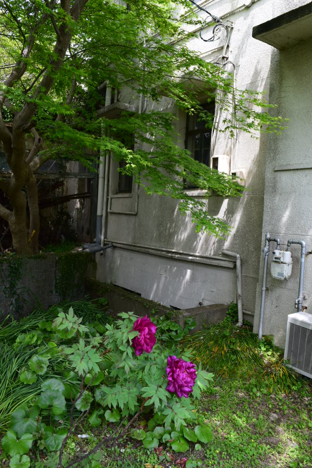 山口県下関の藤原義江記念館・紅葉館(昭和モダン邸宅探訪)_f0142606_74844.jpg