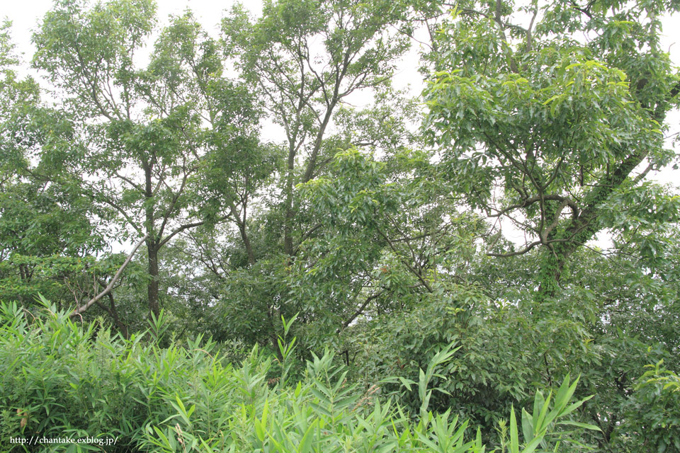 c0189013_9484760.jpg