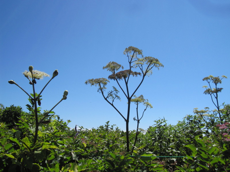 8月　真夏の荒島岳_d0103314_18364292.jpg