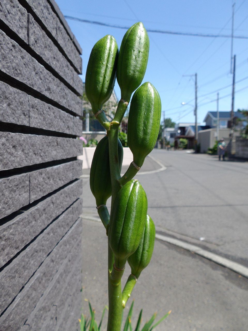 夏はノウゼンカズラ_c0025115_2224234.jpg