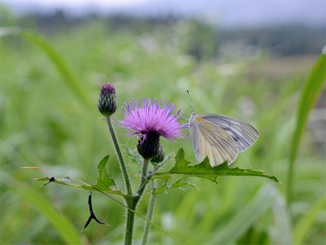  ＜熊本の旅1日目＞オオウラギンヒョウモン　（2015/07/04）_d0332816_20225355.jpg