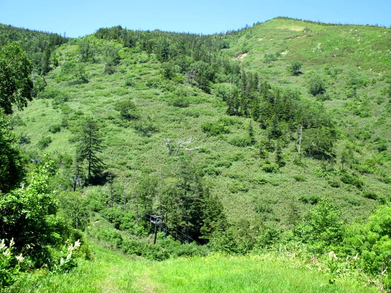 上信越　苗場山の山上湿原を訪ねて　　　　　Mount Naeba in Jōshin\'etsu-kōgen National Park_f0308721_16515876.jpg