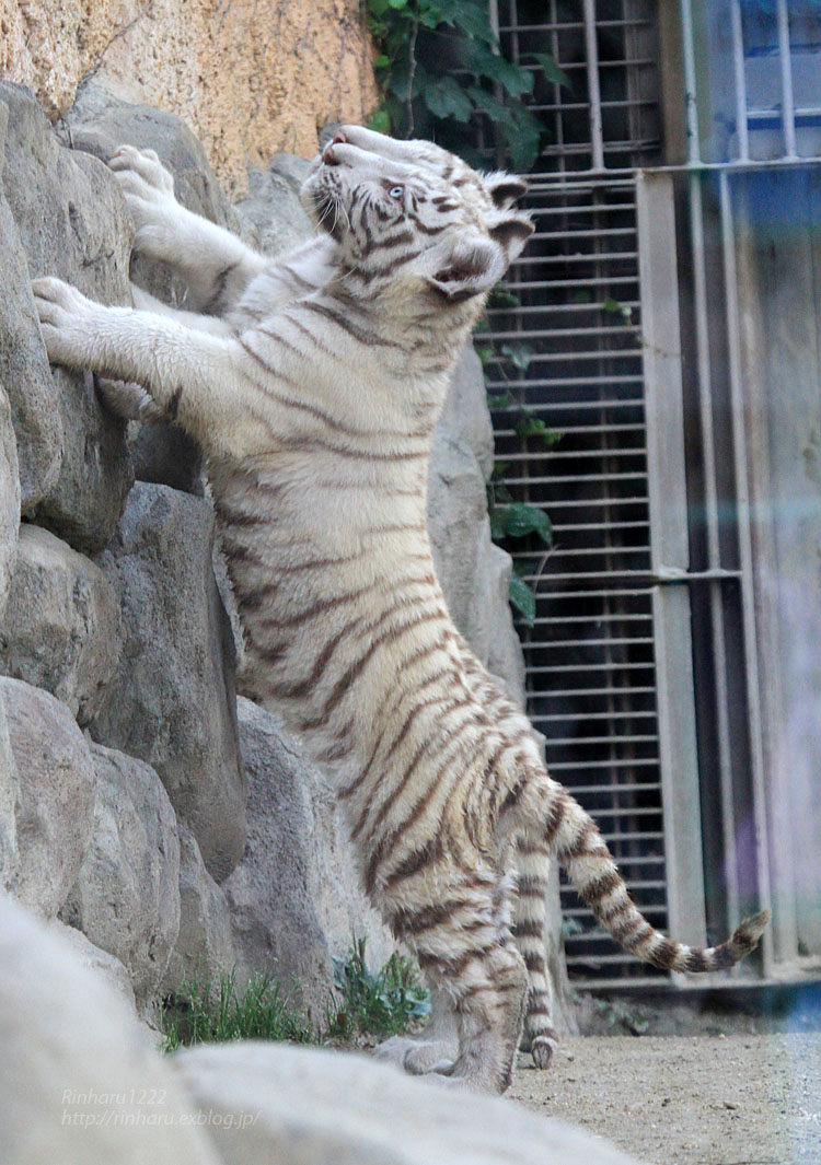 2015.6.7 東武動物公園☆ホワイトタイガーのスピカ、マリン、リーフ、アポロ<その7>【White tiger babies】_f0250322_18552076.jpg