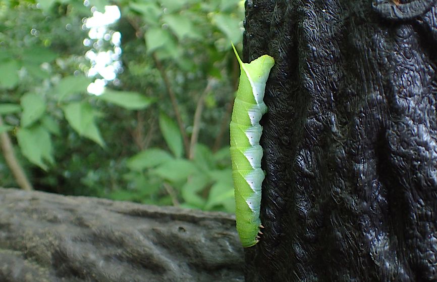 スズメガの幼虫＆成虫（2015年8月1日） _d0303129_23413420.jpg