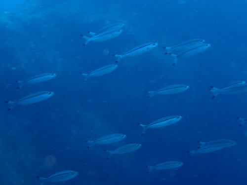 d0164831_17245716.jpg