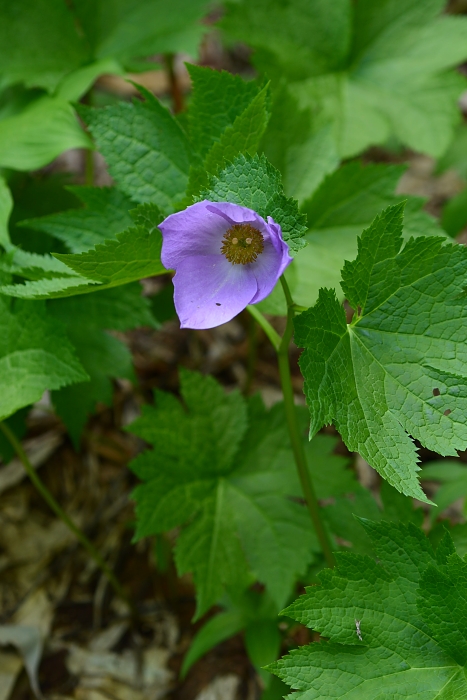 栂池自然園の花たち・・・6_b0236334_1136087.jpg