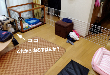 お留守番のスペースがもっと広くなりました ひざ上の犬ココ お留守番のスペースがもっと広くなりました ひざ上の犬ココ