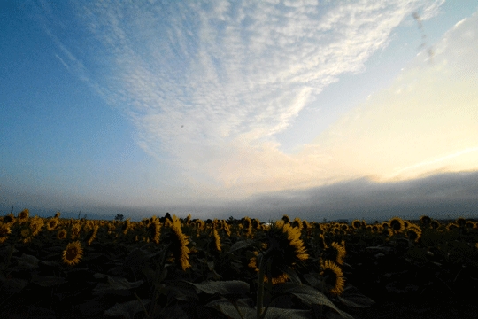 c0093046_6272197.gif