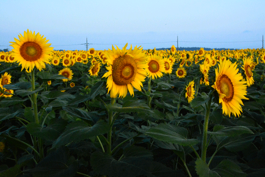 c0093046_6274116.gif