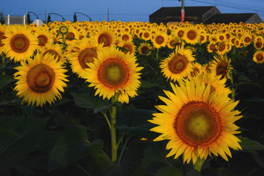 c0093046_628020.gif