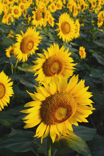 c0093046_6281765.gif